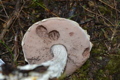 Austroboletus lacunosus image