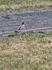 Turdus migratorius