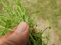 Galium texense