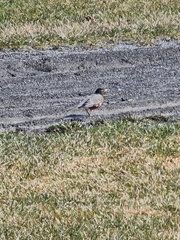 Turdus migratorius