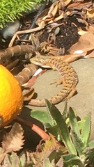Elgaria multicarinata