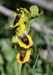 Ophrys lutea phryganae