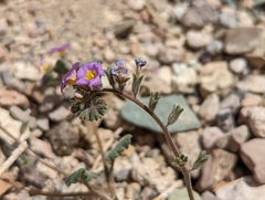 Phacelia gymnoclada