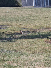 Turdus migratorius