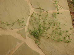 Galium texense