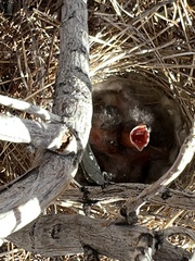 Artemisiospiza belli