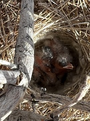 Artemisiospiza belli