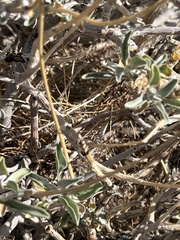 Artemisiospiza belli