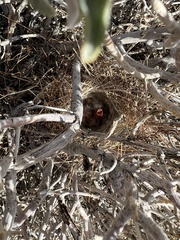 Artemisiospiza belli