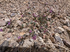 Phacelia gymnoclada