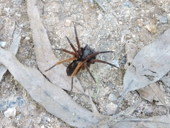 Ctenus medius