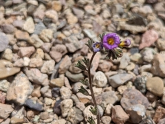Phacelia gymnoclada