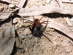 Ctenus medius
