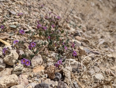 Phacelia gymnoclada