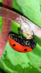 Dinocampus coccinellae paralysis virus