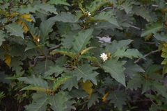 Solanum chrysotrichum