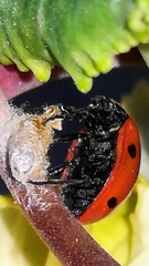 Dinocampus coccinellae paralysis virus