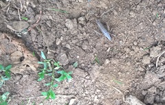 Pholidoptera griseoaptera