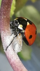 Dinocampus coccinellae paralysis virus