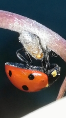 Dinocampus coccinellae paralysis virus