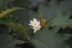 Solanum chrysotrichum