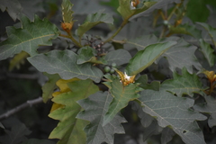 Solanum chrysotrichum