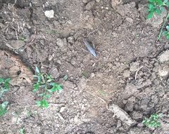 Pholidoptera griseoaptera