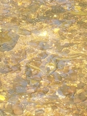 Lampetra planeri