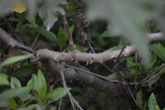 Solanum chrysotrichum