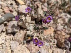 Phacelia gymnoclada