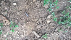 Pholidoptera griseoaptera