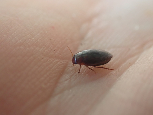 Dytiscidae image