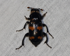 Nicrophorus sayi