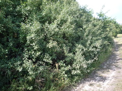 Prunus spinosa dasyphylla