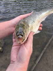 Alosa chrysochloris