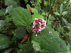 Miconia reflexa