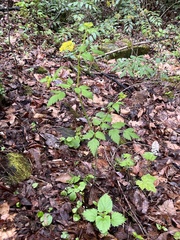 Thaspium barbinode