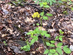 Thaspium barbinode