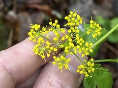 Thaspium barbinode