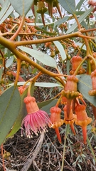 Eucalyptus torquata
