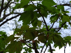 Acer heldreichii