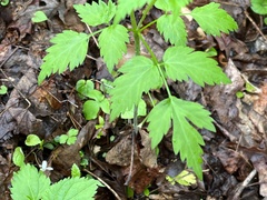 Thaspium barbinode