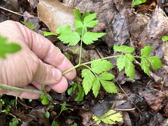 Thaspium barbinode