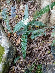 Blechnum australe australe