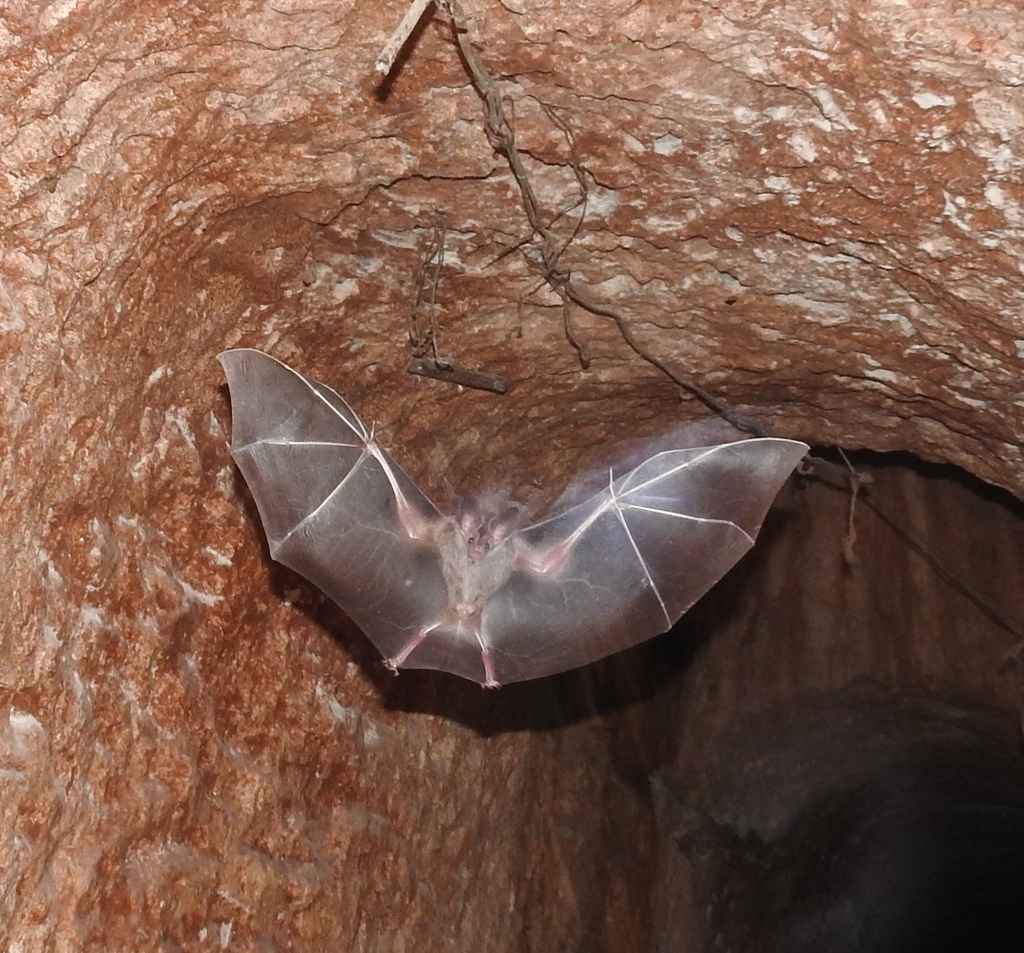 Big-eared Woolly Bat (Chrotopterus auritus) - Know Your Mammals