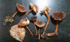 Gymnopus fuscopurpureus