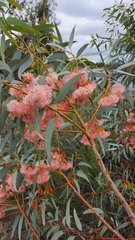 Eucalyptus torquata