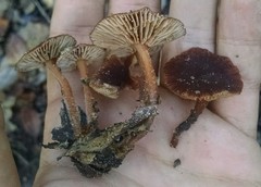 Gymnopus fuscopurpureus