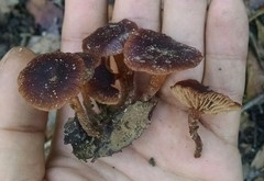 Gymnopus fuscopurpureus