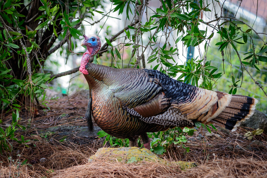 Merriam's Turkey